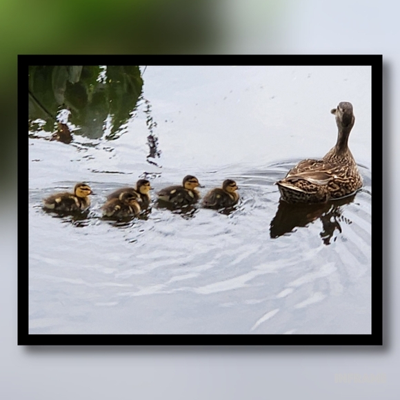 Posh Ambassador II ❤ - Picture 7 of 15